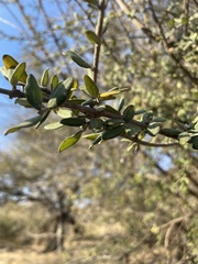 Aloysia gratissima
