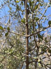 Aloysia gratissima