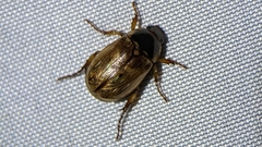 Callistethus marginatus