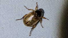 Callistethus marginatus