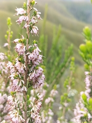 Erica uberiflora