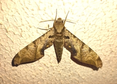 Protambulyx eurycles