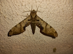 Protambulyx eurycles