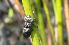 Adversaeschna brevistyla