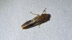 Homalodisca vitripennis