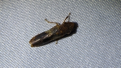 Homalodisca vitripennis