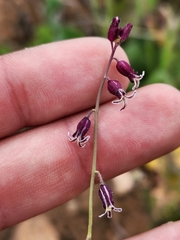 Caulanthus heterophyllus