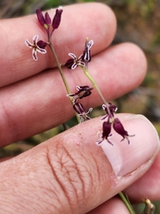 Caulanthus heterophyllus