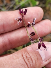 Caulanthus heterophyllus