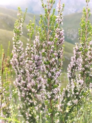 Erica uberiflora