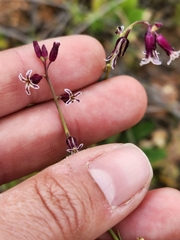Caulanthus heterophyllus