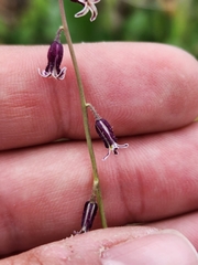 Caulanthus heterophyllus