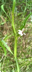 Lobelia anceps