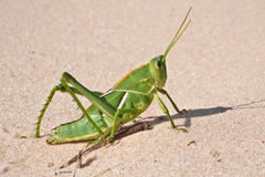 Staleochlora viridicata