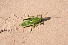 Staleochlora viridicata