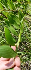 Acacia complanata