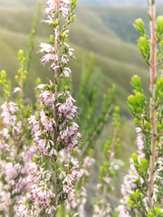Erica uberiflora