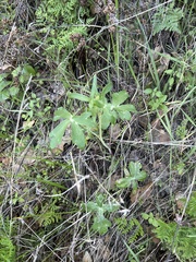 Delphinium nudicaule