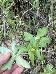 Delphinium nudicaule
