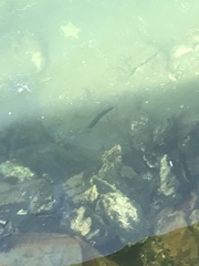 Trachinops caudimaculatus