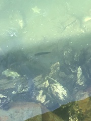 Trachinops caudimaculatus