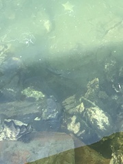 Trachinops caudimaculatus