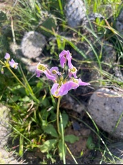 Primula clevelandii