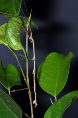 Pseudosermyle tridens