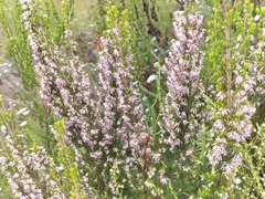 Erica uberiflora