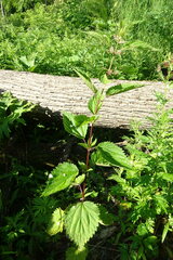 Urtica platyphylla
