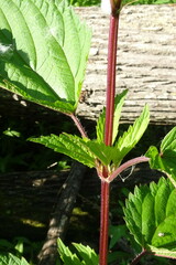 Urtica platyphylla