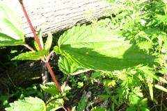 Urtica platyphylla