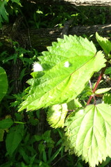 Urtica platyphylla