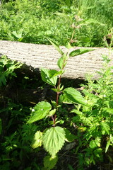 Urtica platyphylla