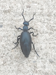 Meloe proscarabaeus