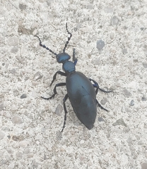 Meloe proscarabaeus