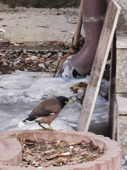 Acridotheres tristis