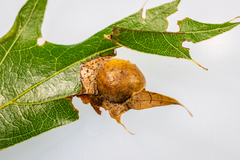 Amphibolips quercusostensackenii