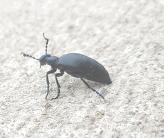 Meloe proscarabaeus