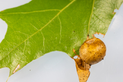 Amphibolips quercusostensackenii