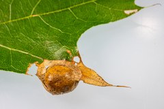 Amphibolips quercusostensackenii