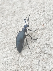 Meloe proscarabaeus
