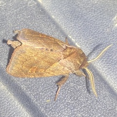 Bellura densa