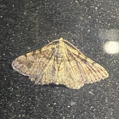 Digrammia gnophosaria