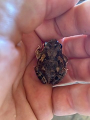 Tomopterna cryptotis