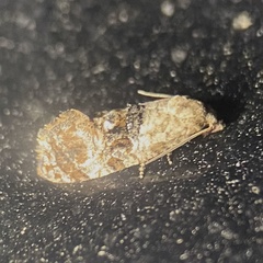 Eugnosta erigeronana