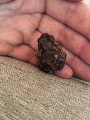 Tomopterna cryptotis