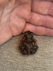 Tomopterna cryptotis