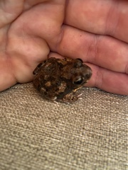 Tomopterna cryptotis