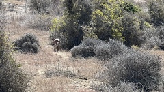 Raphicerus campestris campestris